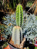 Armatocereus Mataranus Cutting, Fat Rooted with New Growth, Succulent Plant, Unique Cactus Variety