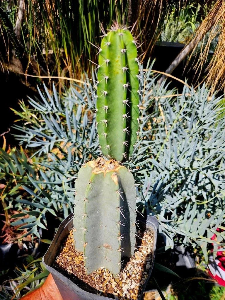 Armatocereus Mataranus Cutting, Fat Rooted with New Growth, Succulent Plant, Unique Cactus Variety