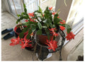 Red Holiday Schlumbergera Cactus Starter Plant - ?? Year 2025 - Perfect for Festive Decor and Plant Lovers