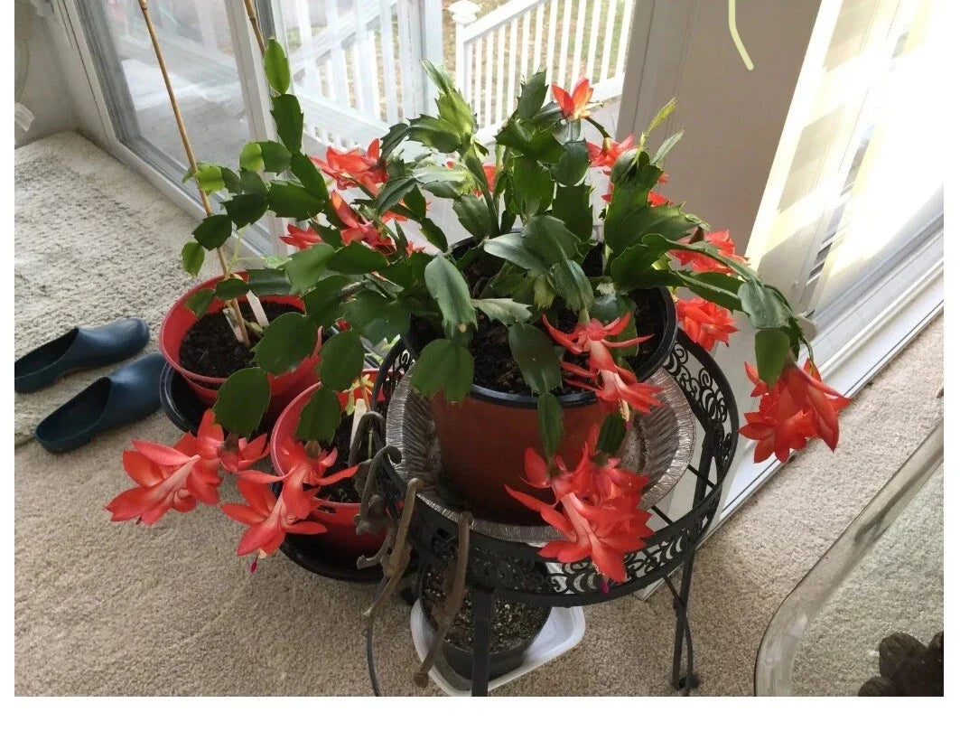 Red Holiday Schlumbergera Cactus Starter Plant - ?? Year 2025 - Perfect for Festive Decor and Plant Lovers