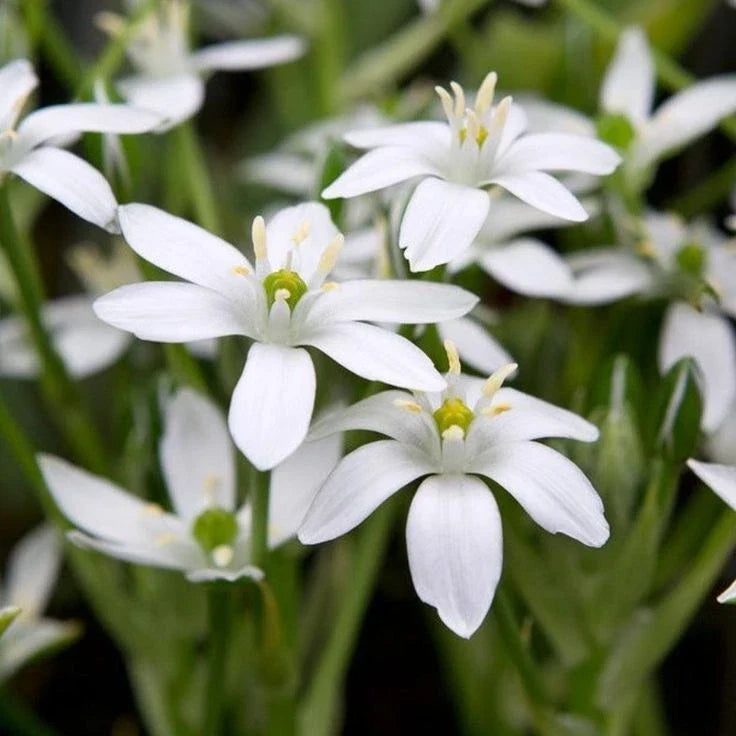 Star of Bethlehem Bulbs | Ornithogalum Umbetallum | White Star-Shaped Flowers | Spring Bloomer | 1 Foot Tall