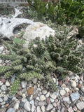 Cold Hardy Cactus Cuttings - Opuntia Fragilis ‘Spiny Cats Paw’ - 2 Unrooted Cuttings