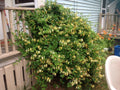 Honeysuckle Starter Plant - 5 Lonicera Plants - Fragrant Climbing Vine - Easy Care Perennial