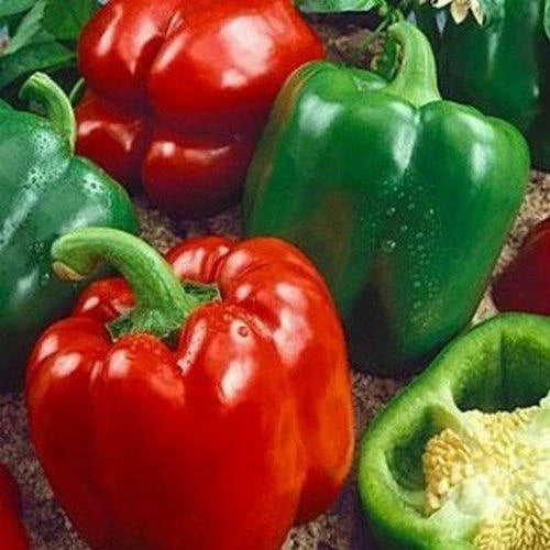 California Wonder Bell Pepper Seeds | Heirloom Non-GMO | 300 Count | Capsicum annuum