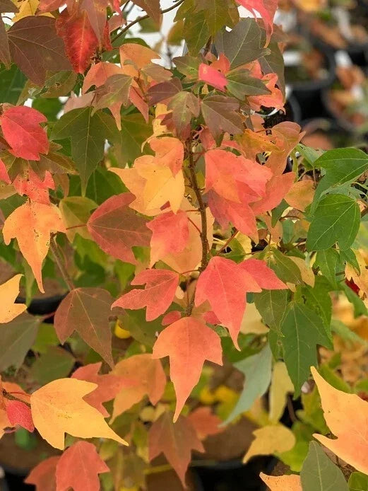 Trident Maple Tree 6-12" Tall 4" Pot Deciduous Acer buergerianum