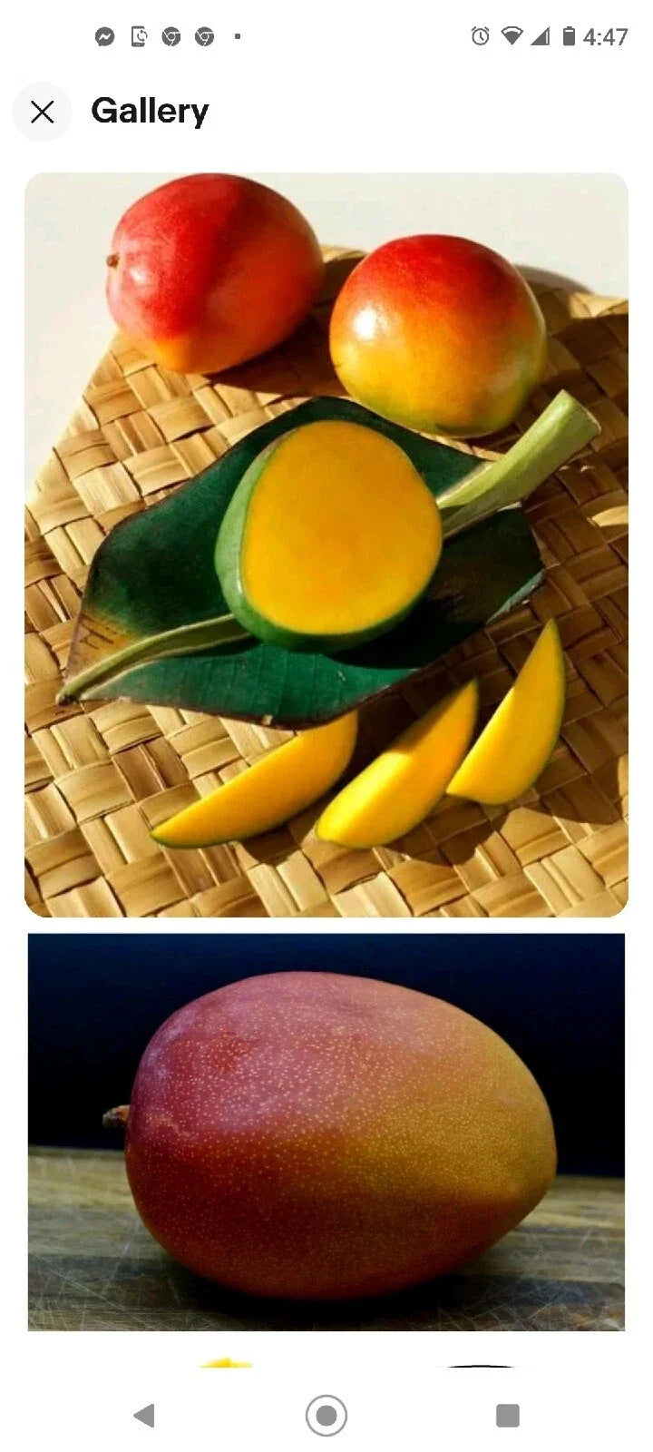 Kent Mango Seeds 3+1 Free Fresh USA So Sweet Mangifera indica