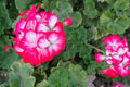 Rare Red & White Geranium Live Plant Starter Cutting 2" x 6" Pelargonium