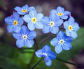 Blue Forget-Me-Not Seeds | 200+ Vibrant Blue Seeds | Cynoglossum Amabile | Free Shipping