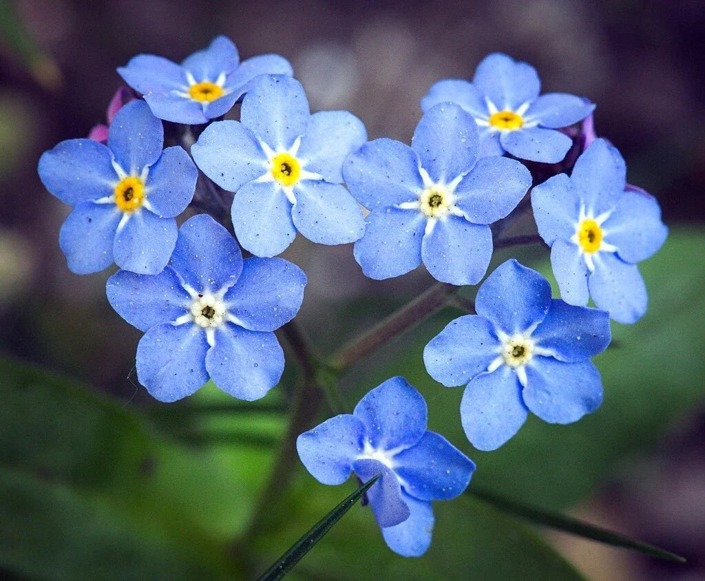 Blue Forget-Me-Not Seeds | 200+ Vibrant Blue Seeds | Cynoglossum Amabile | Free Shipping