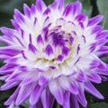 Dahlia Flower Seeds - 20PCS Rare Perennial Seeds for Garden - Beautiful Colorful Blooms - Dahlia spp.