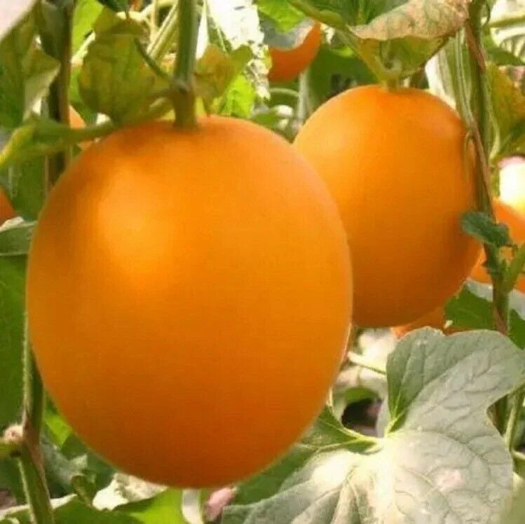 20PCS Organic Red Melon Seeds - Fresh Earth Variety - Heirloom Seeds for Planting (Citrullus lanatus)
