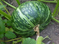 Kabocha Squash Seeds 10, Chinese Bitter Melon Seeds 10, Fuzzy Melon Seeds 10 - Cucurbita maxima, Momordica charantia, Luffa acutangula