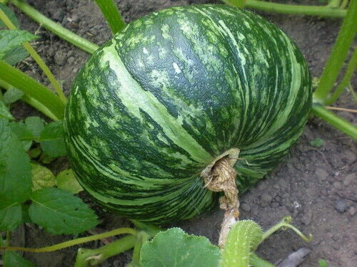 Kabocha Squash Seeds 10, Chinese Bitter Melon Seeds 10, Fuzzy Melon Seeds 10 - Cucurbita maxima, Momordica charantia, Luffa acutangula