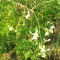 Moringa Tree Seeds - Drumstick Horseradish Pods - M. Oleifera - Indian Seeds for Planting 2025