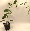 Hoya Ruthie Plant in 3.5" Pot - Fully Rooted Eriostemma - Indoor Houseplant for Home Decor and Air Purification