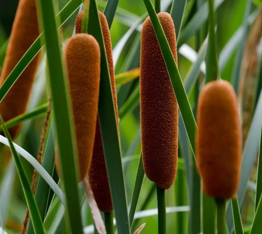 Cattail Seeds, 200+ Seeds, Typha latifolia, Marginal Aquatic Pond Plant, Wetland Garden