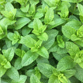 Organic Spearmint Plant (Mentha spicata) - Live Starter