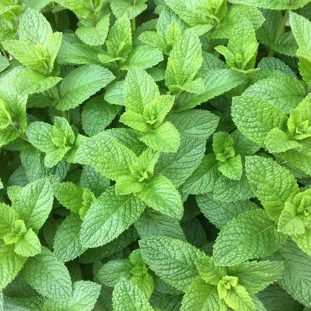 Organic Spearmint Plant (Mentha spicata) - Live Starter