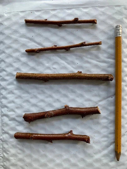 Emerald Pluot Scion Cuttings (5) – Unrooted 3–6" Grafting Wood for Plum x Apricot Hybrid