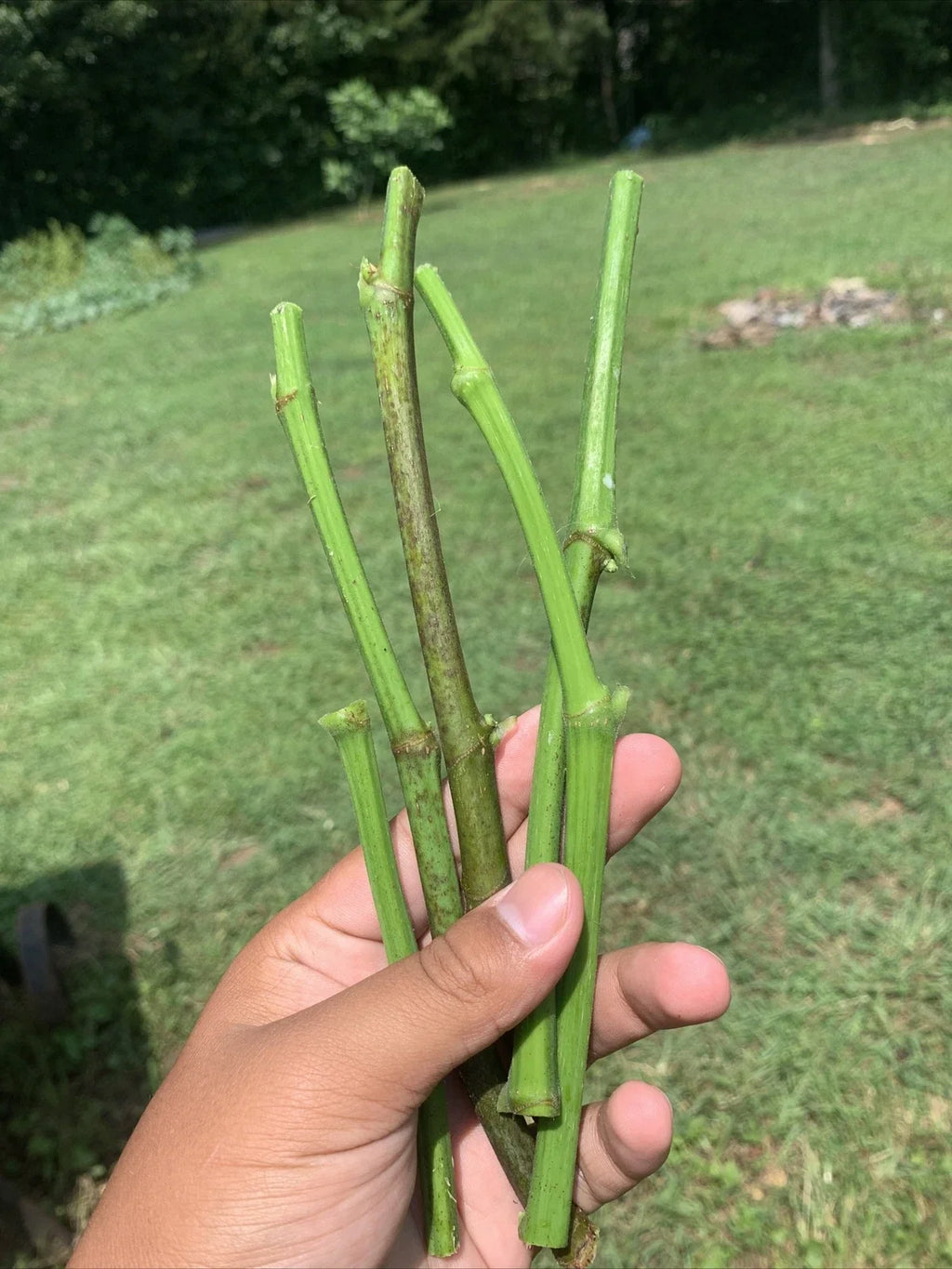 Fresh Organic Fig Tree Cuttings (5 x 8") - Unrooted, Fruiting Variety for Propagation