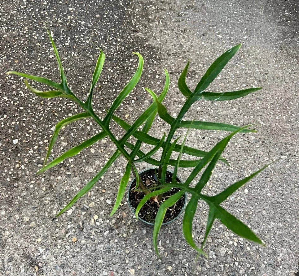 Philodendron Tortum Starter Plant 6-8" Bareroot | Rare Aroid