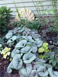 Brunnera Sea Heart - False Forget-Me-Not Live Starter Plant, Hardy Shade Perennial