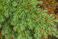 Mountain Hemlock Seedling (Tsuga mertensiana) Bare Root | Evergreen Conifer for Bonsai or Landscape
