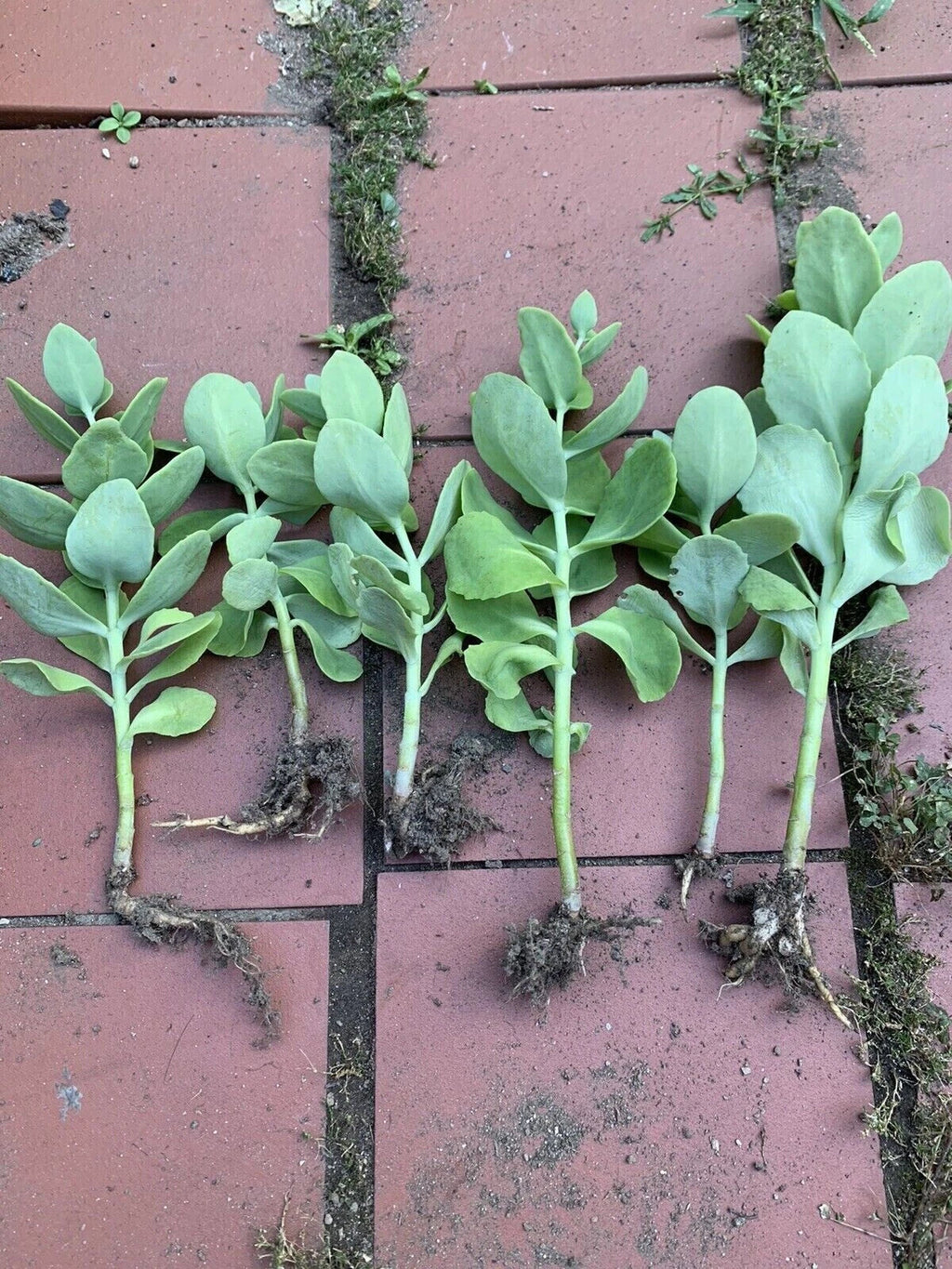 Sedum Autumn Joy Bare Root Starter Plant | Drought-Tolerant Perennial