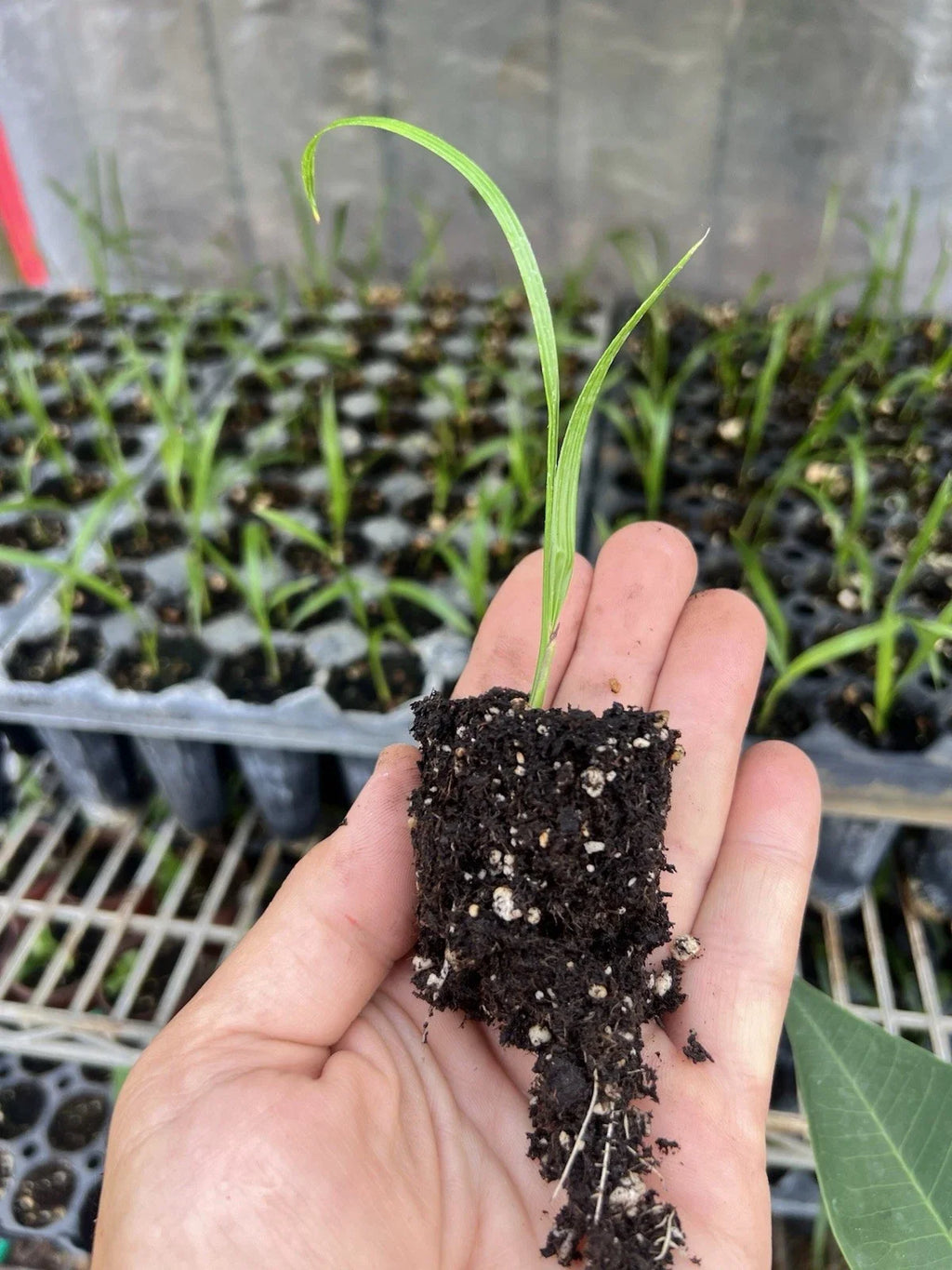 5 Pygmy Date Palm Seedlings (Phoenix roebelenii) - 3–5" Starter Plants