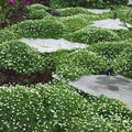 Irish Moss Seeds for Planting - 100g Ground Cover - Blooms Attractive Cotula spp.