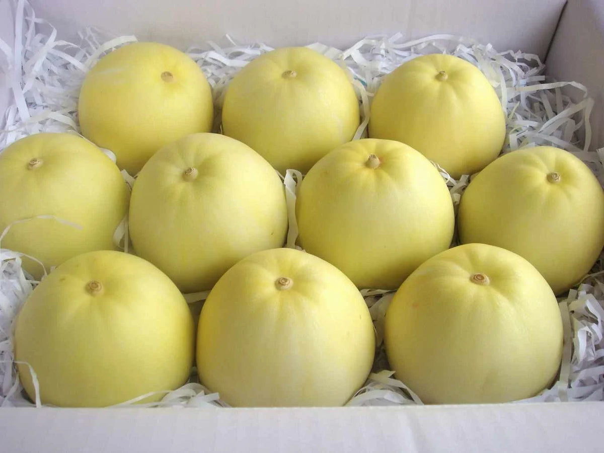 Taiwan Mini Fragrant Honeydew Melon Seeds - 25 Seeds (????) - Sweet, Aromatic Fruit, Perfect for Home Gardening