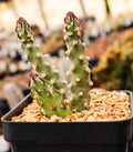 Austrocylindropuntia Verschaffeltii Cactus Succulent Plant - 2 Inch Garden Decor, Drought-Tolerant Houseplant