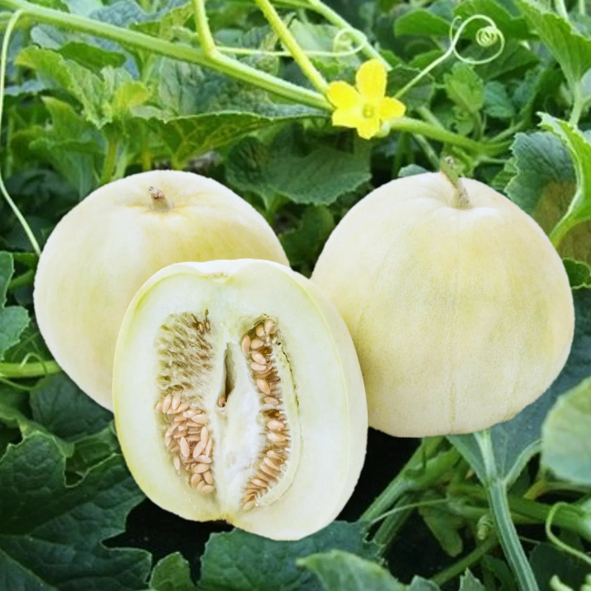 Bai Mibao Asian Melon Seeds - White Thin-Wall Muskmelon - Cucumis melo - Ideal for 2025 Planting