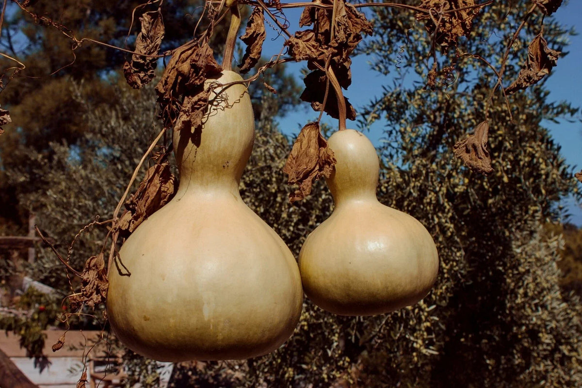 Birdhouse Gourd Seeds, 20+ White-Flowered Calabash Seeds, Chinese Buddha Squash, Lagenaria siceraria