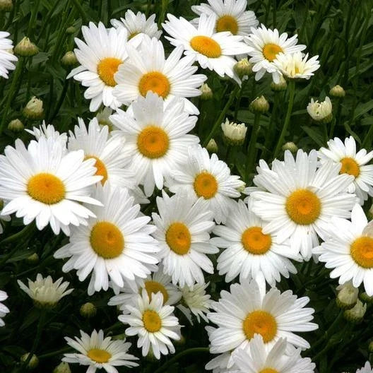 Shasta Daisy Seeds - 500 Non-GMO Heirloom Chrysanthemum Perennial Flower Seeds for Garden Planting