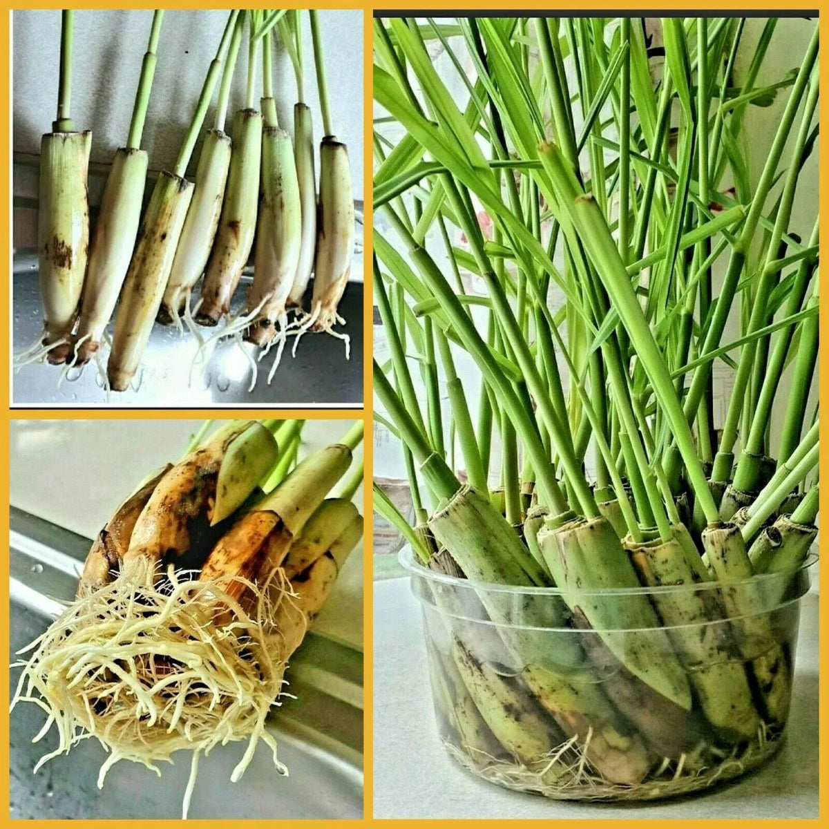 Lemongrass Stalks - 5 Count - Mosquito Repellent - Cymbopogon - Easy to Plant Citronella