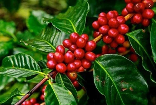 Arabica Coffee Tree Seeds - 5 Pack - Exotic Indoor Houseplant - Coffea arabica