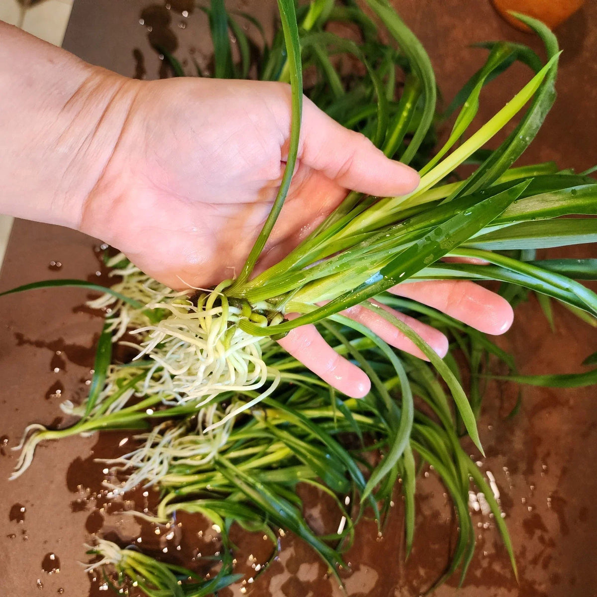 Mini Spider Plants - 10 Pack - Root-Ready Indoor Air Purifiers - Chlorophytum comosum