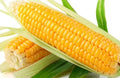 Sweet Golden Bantam Corn Seeds - Organic Heirloom - Non-GMO - 1000+ Seeds for Gardening (Zea mays)