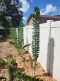 GIANT Pereskiopsis Cuttings 5" - Thick Stemmed Cactus - Ideal for Propagation and Gardening