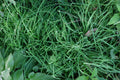 Garlic Chives Roots 6 Pounds Allium tuberosum??, ??, ?? - Fresh Culinary Herb for Cooking and Gardening