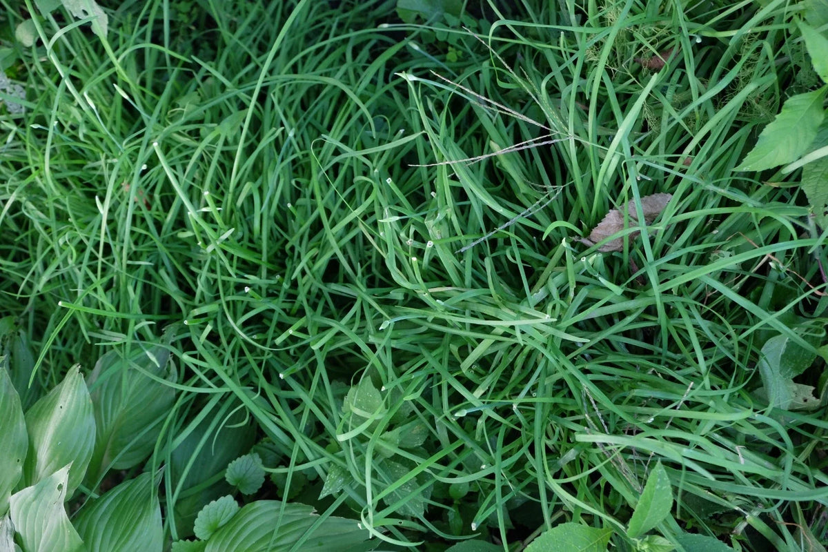 Garlic Chives Roots 6 Pounds Allium tuberosum??, ??, ?? - Fresh Culinary Herb for Cooking and Gardening