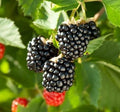 Thornless Blackberry Seeds 45 Pack - Triple Crown, Chester, Natchez - Rubus fruticosus