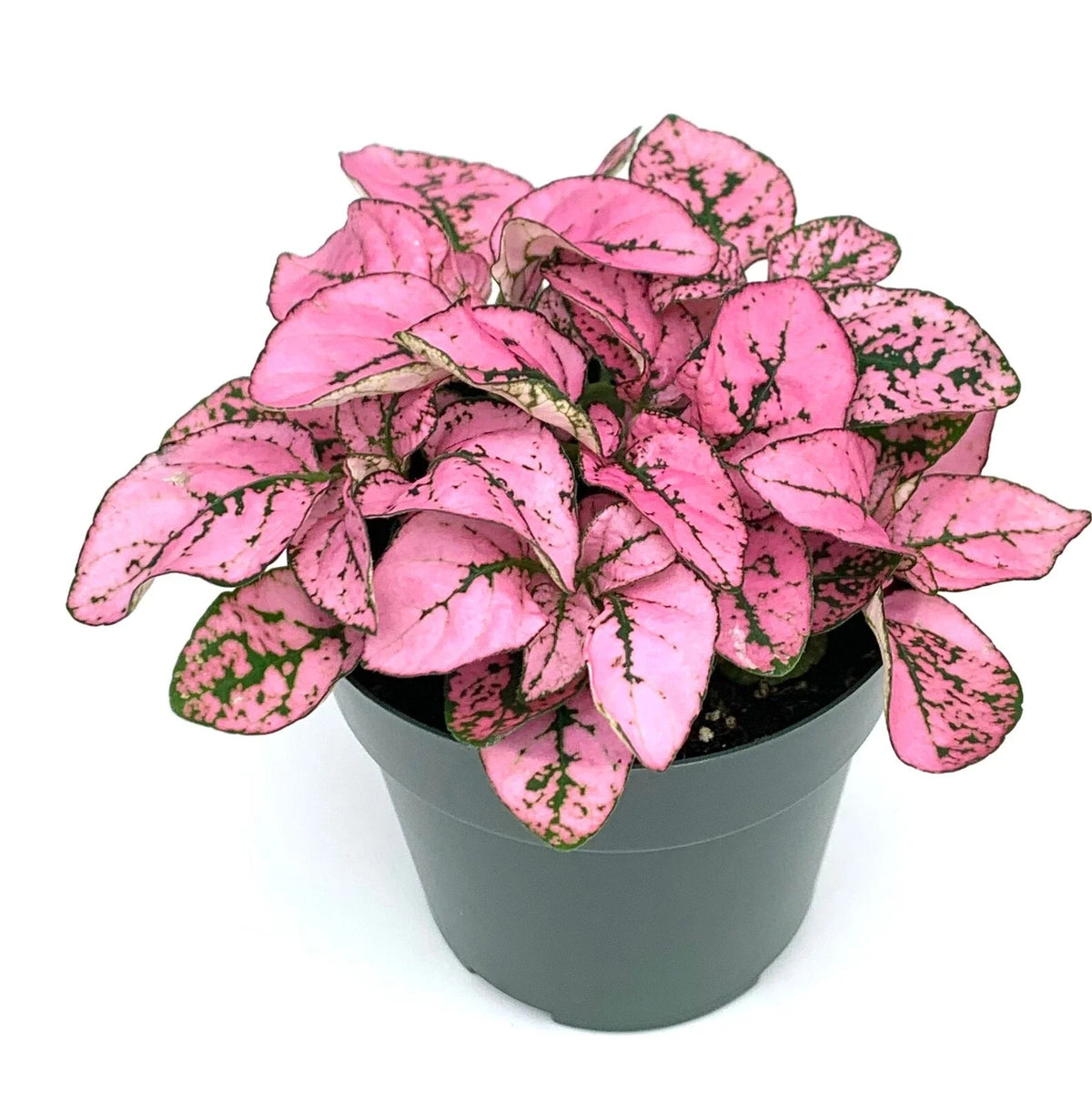 Hypoestes Pink Splash Live Potted House Plant, 2.5" Pot, Air Purifying, Hypoestes Phyllostachya