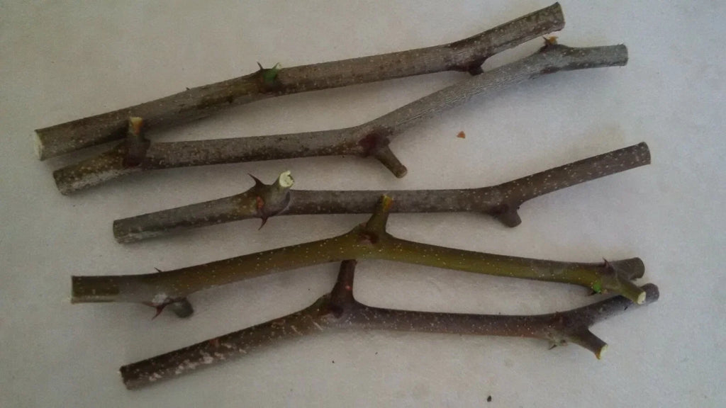 Jujube Tree Cuttings Unrooted (5 pcs) Ziziphus jujuba | Chinese Date - Bare Unrooted Cuttings