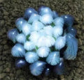50Pcs Blue Succulent Seeds - Rare Indoor Mini Cactus Seeds - Ideal for Gardening - Perfect for Home Decor