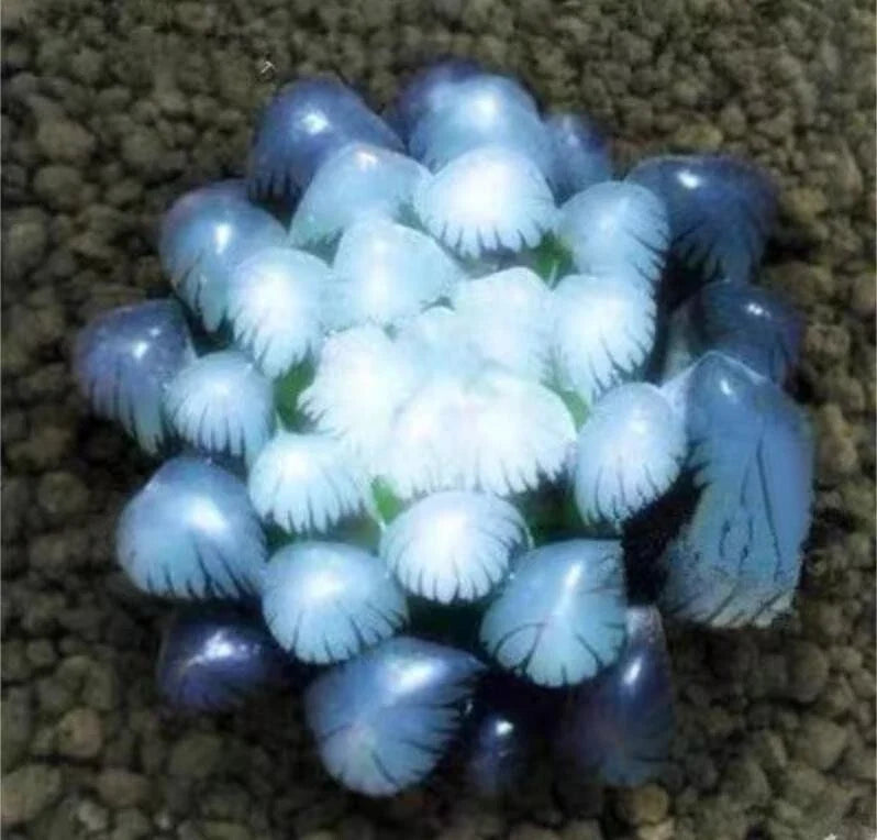 50Pcs Blue Succulent Seeds - Rare Indoor Mini Cactus Seeds - Ideal for Gardening - Perfect for Home Decor