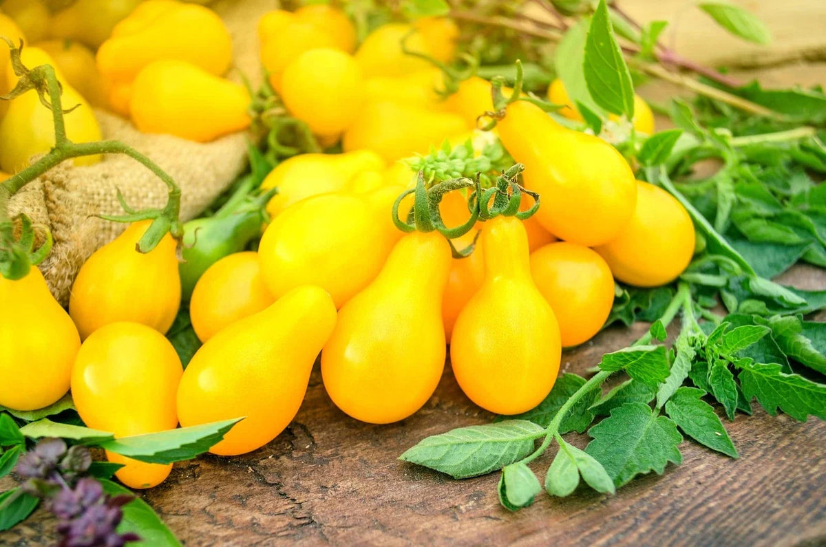 50 Yellow Pear Tomato Seeds - Perfect for Salads, High Yield - Solanum lycopersicum