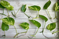 Single Leaf Pothos Cuttings - 20 Count - Healthy Roots - Epipremnum aureum