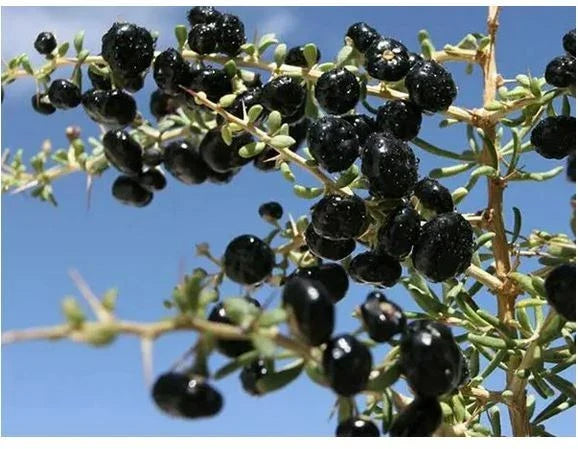 Black Goji Berry Seeds - 35 Pack, Himalayan Black Wolfberry ~Lycium ruthenicum~ Rare Plant Variety